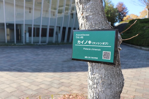 “Chinese pistache" in front of the Satake Memorial Hall (the plaque card is labeled with scientific name, Japanese name, and QR code)