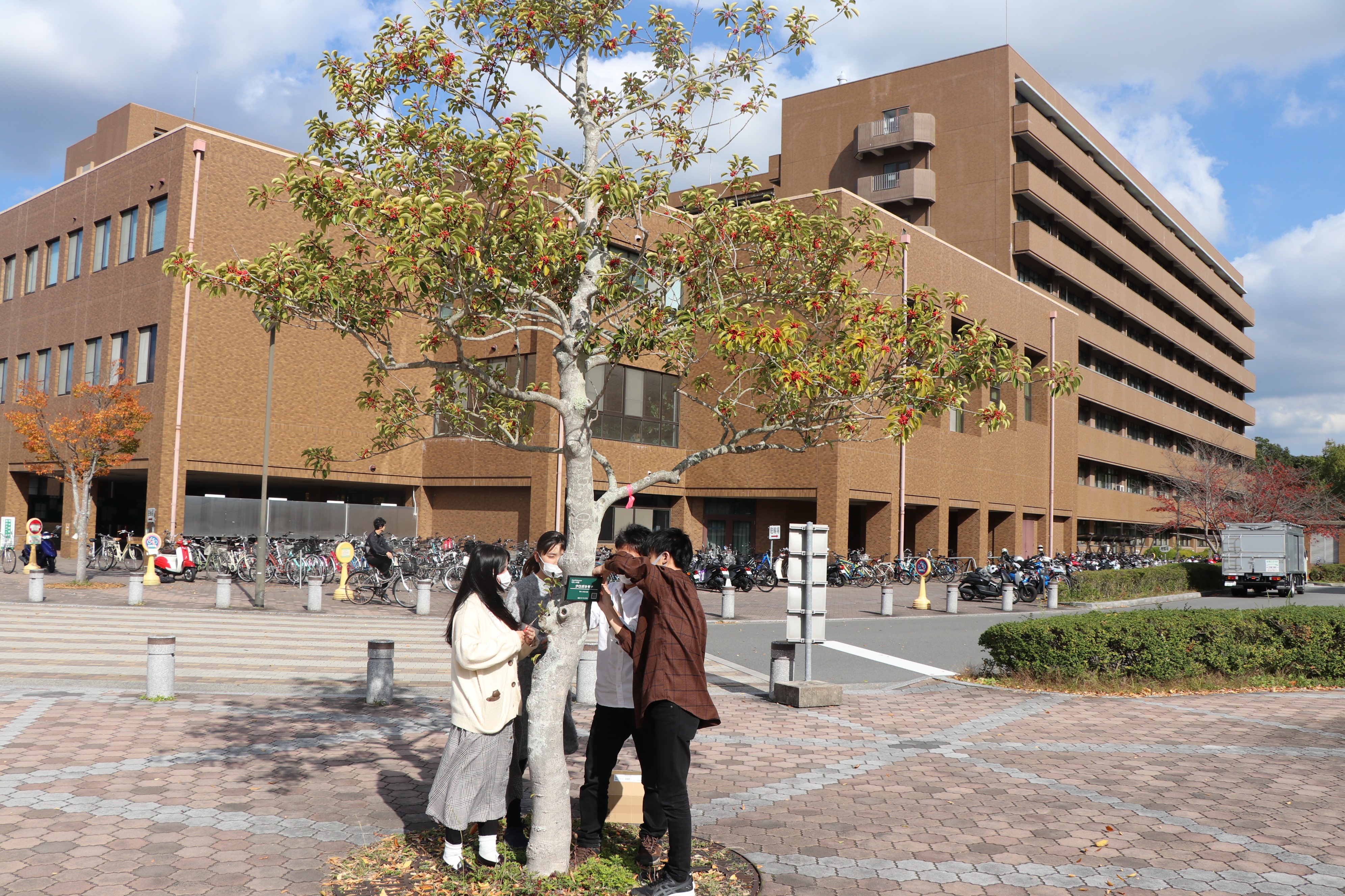 The "Kurogane holly" near the Faculty of Science