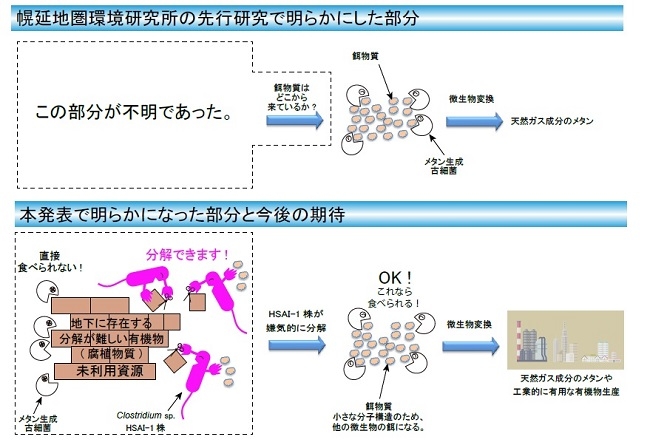 (上段) 幌延地圏環境研究所の先行研究で明らかにした部分。(下段) Clostridium sp. HSAI-1株による腐植物質分解の概念図。