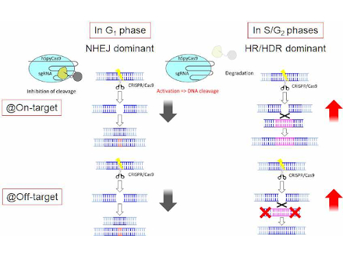 Turning off gene editing during error-prone cell cycle phases