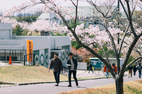 春はキャンパス中に桜が咲き誇ります(大学会館周辺)