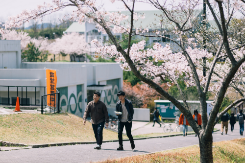 春天樱花开满校园（大学堂附近）