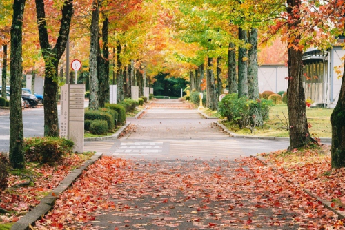 紅葉（工学部・情報科学部付近）