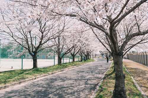 桜並木（テニスコート横）