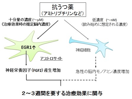 研究成果の概要図