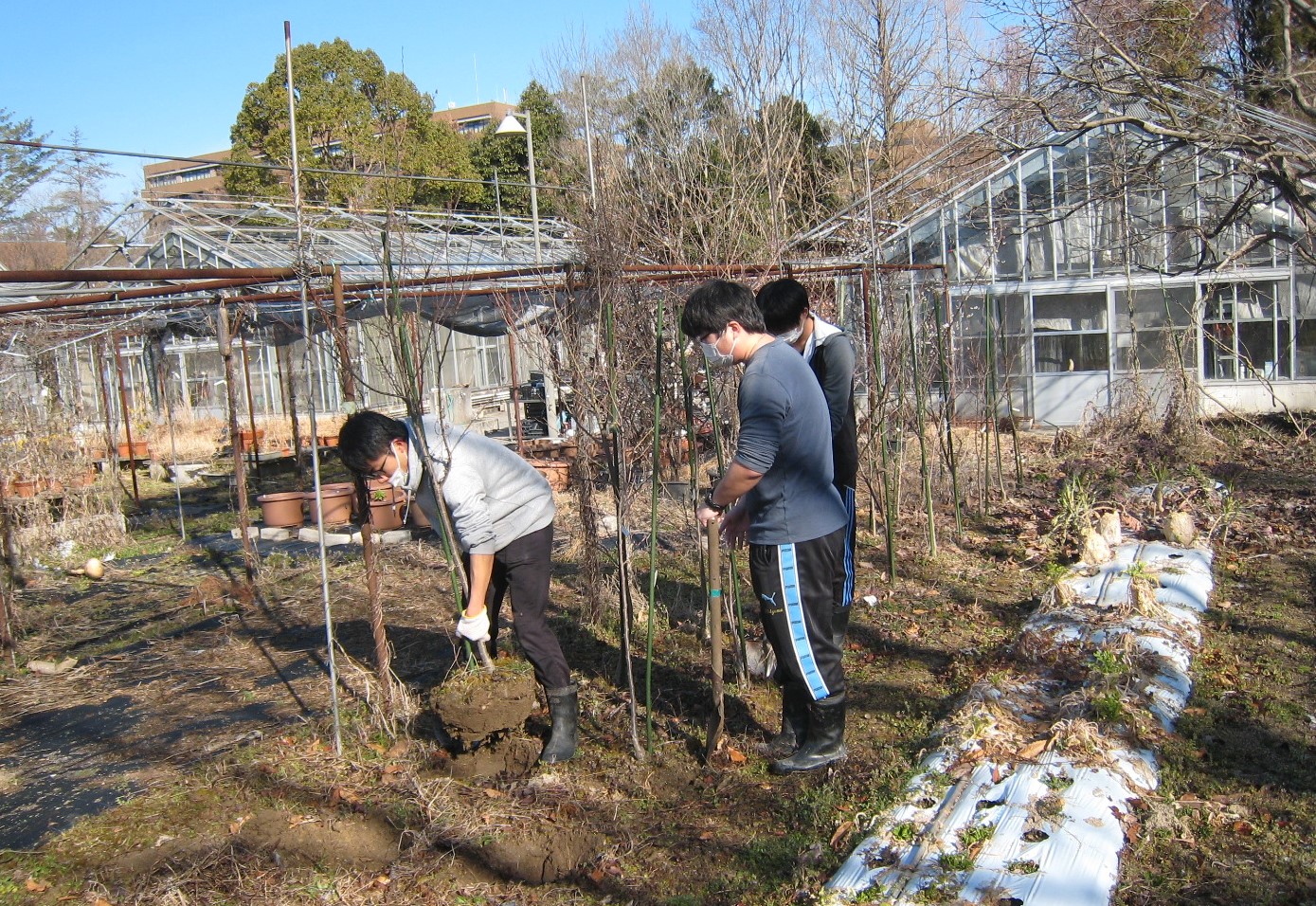 学生们挖出旧时校园内栽种的树苗