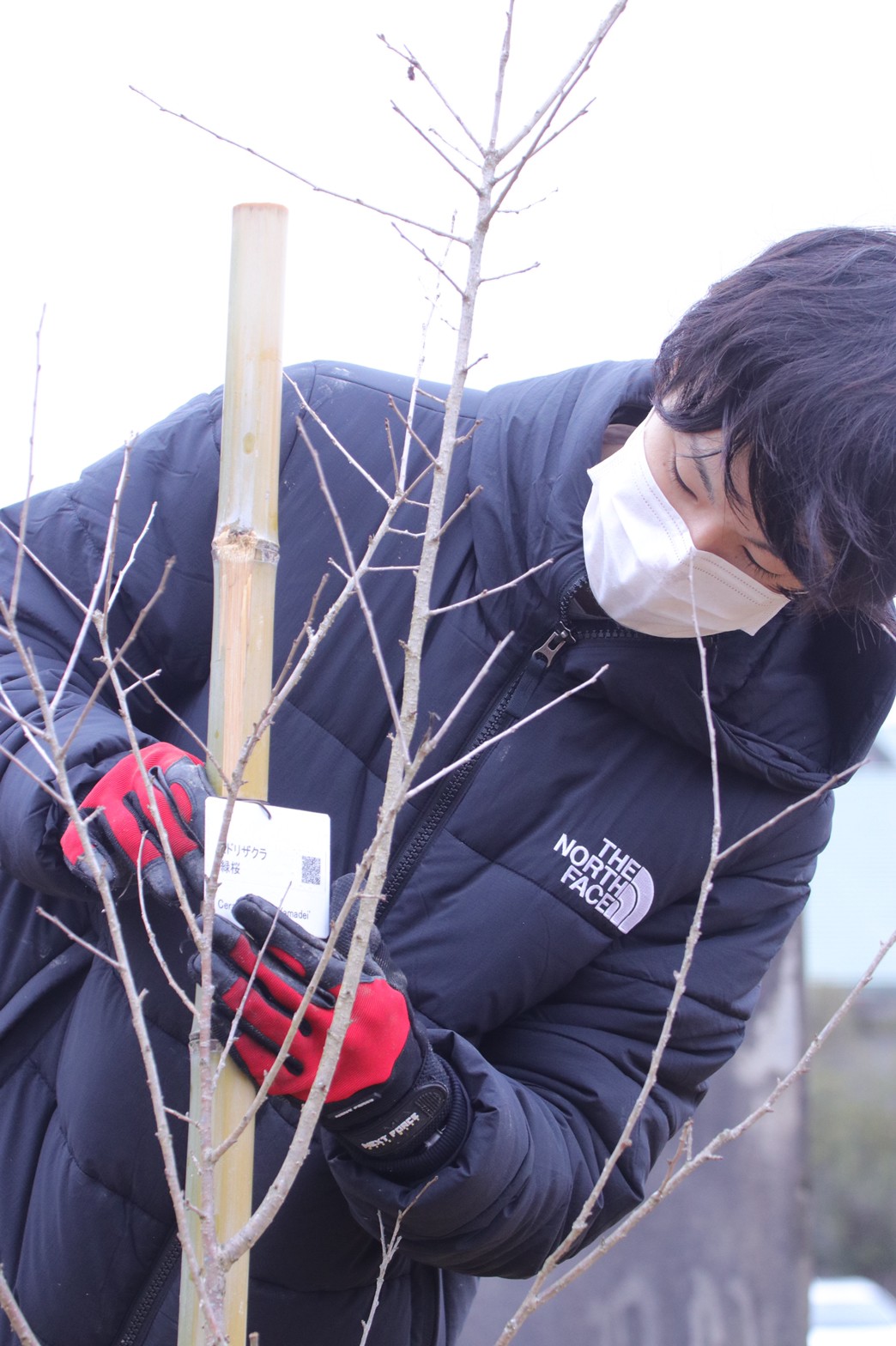 Attaching plaques to the tree