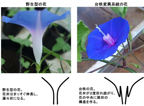 研究成果 アサガオの花びら 花冠 がまっすぐに伸びる力学的な仕組みを解明 広島大学