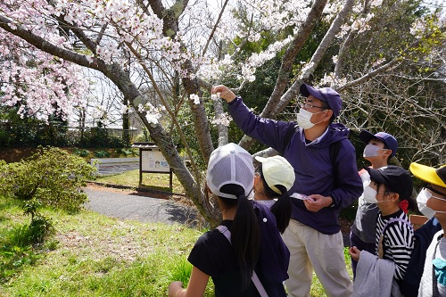 桜の説明の画像