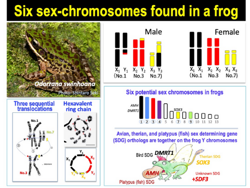 Odorrana swinhoana frog six sex chromosomes