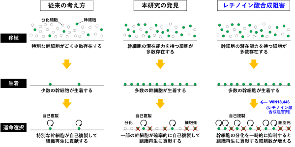 精子幹細胞の移植法の概要と現状