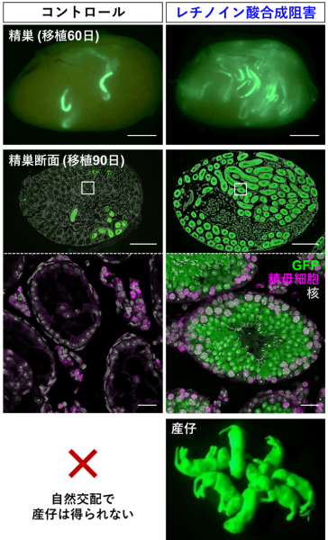 移植した精子幹細胞の運命を制御して組織再生の効率を向上させる方法