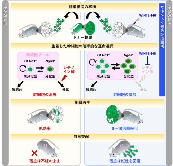 本研究のまとめ