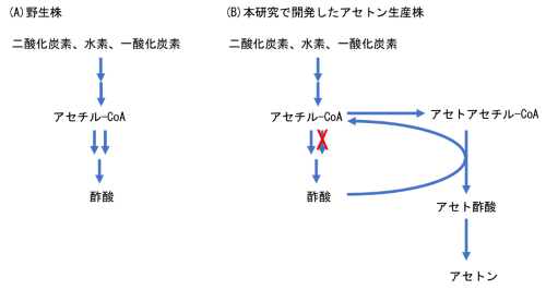 【研究成果】二酸化炭素、合成ガスを材料にアセトンを合成する好熱性微生物の開発に成功～カーボンリサイクルに貢献するバイオプロセスが可能に～(動画あり)