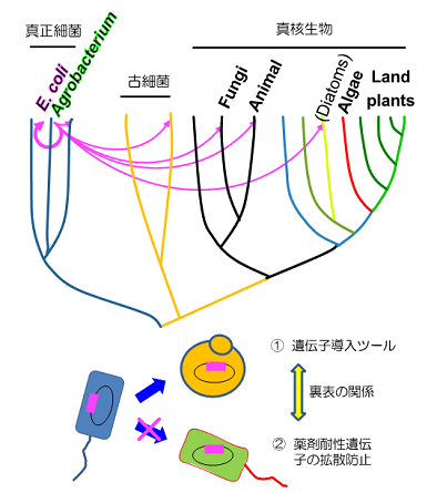 図1 IncP1型プラスミドの接合伝達による遺伝子の水平伝播