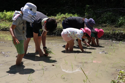 以横排方式栽种水稻