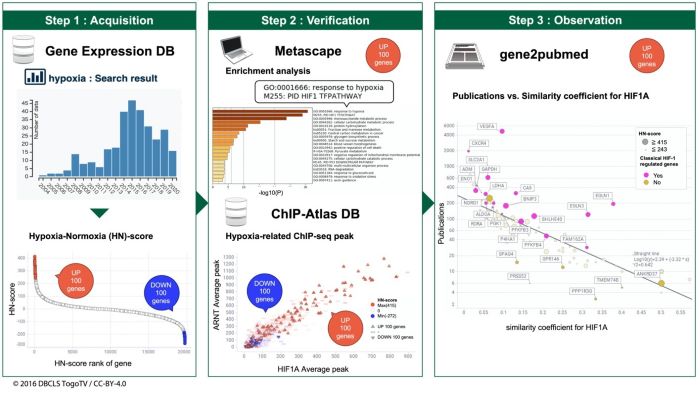 Schematic view of hypoxic transcriptome meta-analysis