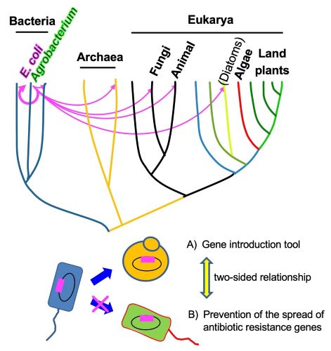 Broad transfer range of IncP1-type plasmid and its applications 