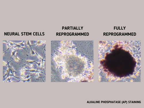 alkaline phospatase staining cell reprogramming tracking