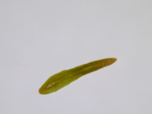 acoel flatworm
