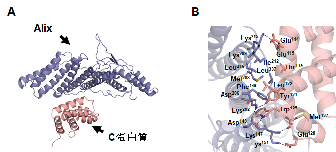 【研究成果】パラインフルエンザウイルスが感染細胞から出芽するメカニズムを解明～新規抗ウイルス薬開発への応用展開～