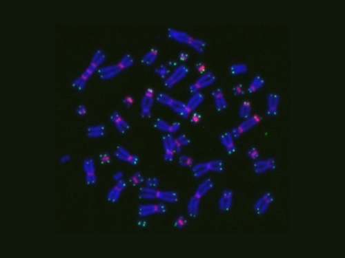 Dicentric chromosomes