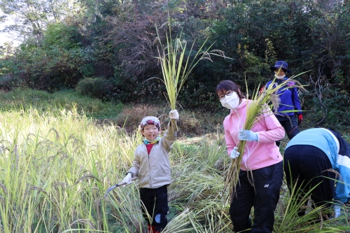 They showed us the harvested rice.