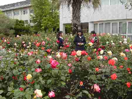 Rose Garden Competition