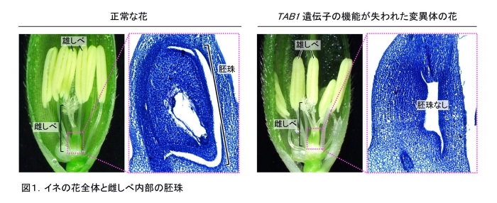 研究成果 お米のもとになる胚珠をつくる遺伝子を発見 広島大学