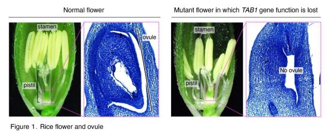 Rice flower and ovule Rice flower and ovule