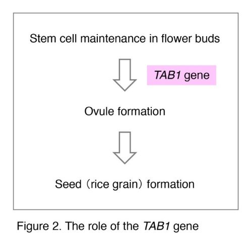 The role of the TAB1 gene
