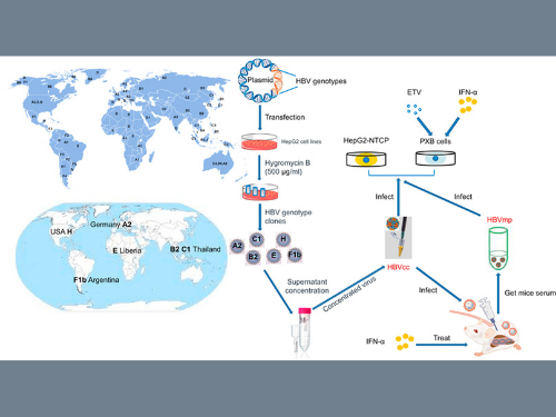 Cell lines producing high-titer cell culture-generated Hepatitis B virus of various genotypes