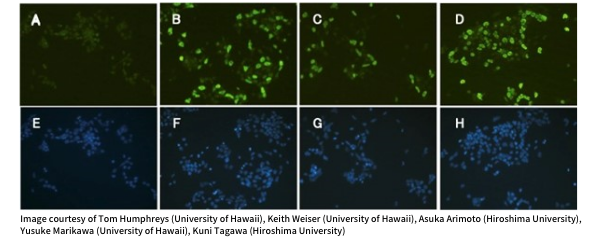 Transfections of the acorn worm reprogramming genes into mouse P19 EC cells Transfections of the acorn worm reprogramming genes into mouse P19 EC cells