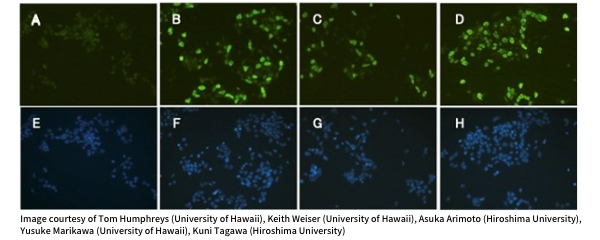 Transfections of the acorn worm reprogramming genes into mouse P19 EC cells