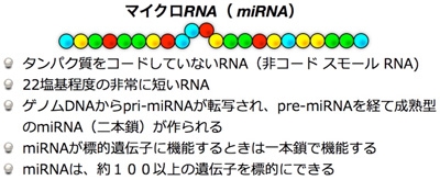 MRNA前駆体