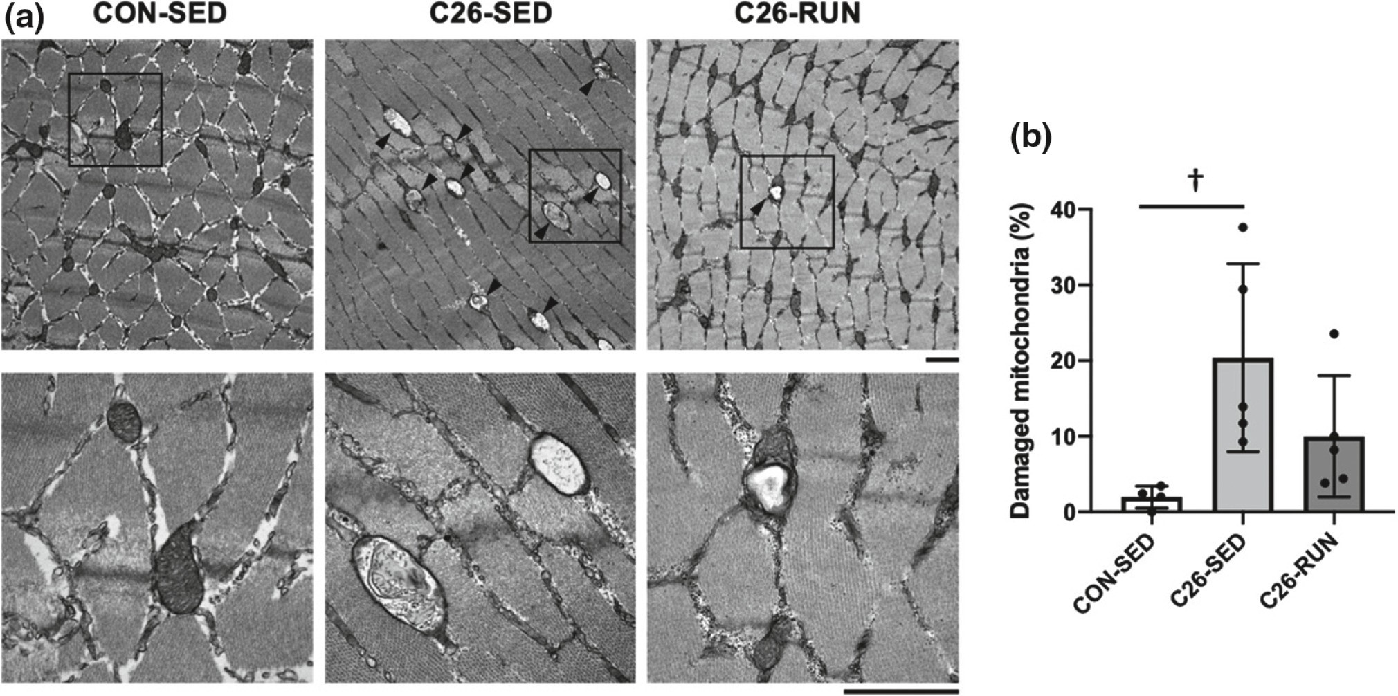 筋の科学事典: 構造・機能・運動 大型本 筋の科学事典 新装版｜朝倉書店