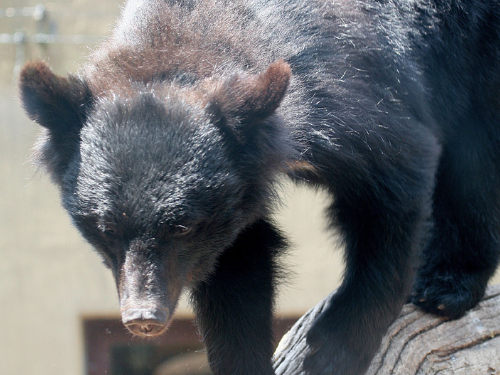 Japanese black bear hibernation study