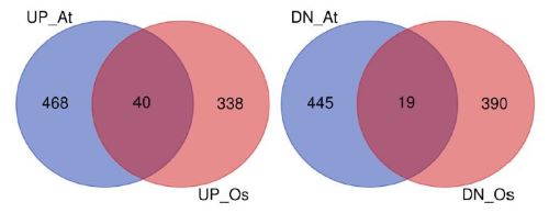 図1 シロイヌナズナとイネで共通して発現変動した遺伝子の数