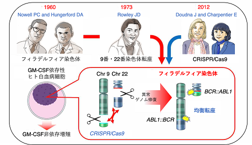 研究成果】CRISPR/Cas9によるゲノム編集技術を用いたフィラデルフィア