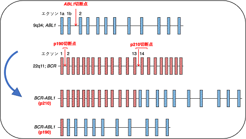 研究成果】CRISPR/Cas9によるゲノム編集技術を用いたフィラデルフィア