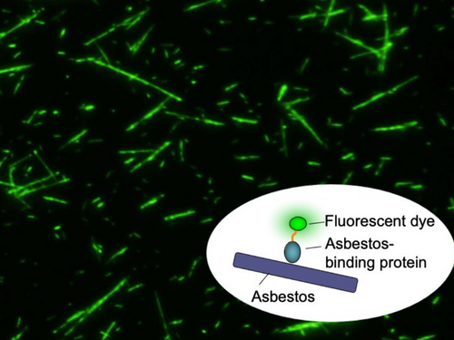 fluorescently labeled asbestos-binding proteins visualize asbestos fibers