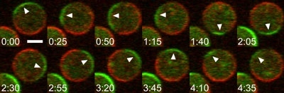 図１　細胞が自己組織化反応により自発的にＰＩ（３、４、５）Ｐ３極性を形成する様子