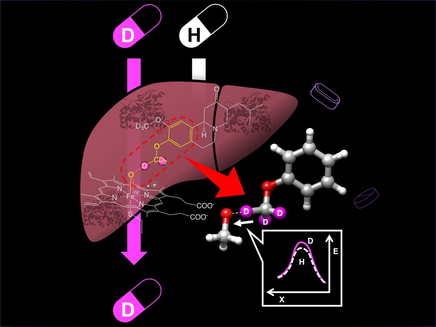 重水素医薬品モデル化合物の反応機構解析 | 広島大学