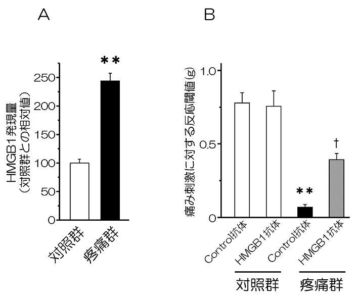 図1.　神経障害性疼痛時の傷害坐骨神経におけるHMGB1発現量の変化(A)とHMGB1中和抗体局所投与の効果(B)