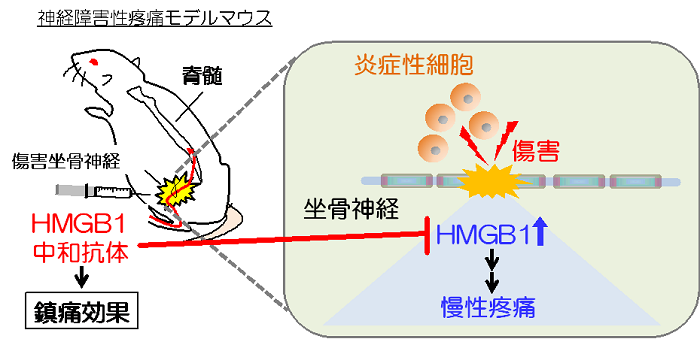 図2. 本研究の概略図