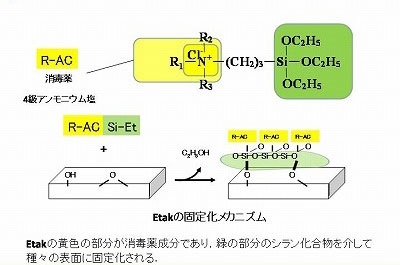 Etakの固定化メカニズム