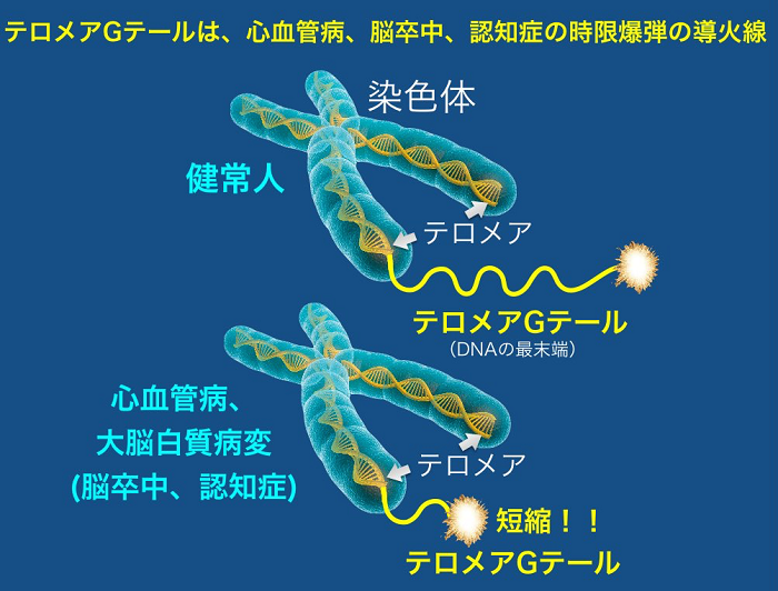 図１．　テロメア（染色体DNAの末端）とテロメアGテール