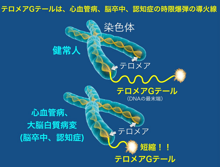 図1. テロメア(染色体DNAの末端)とテロメアGテール
