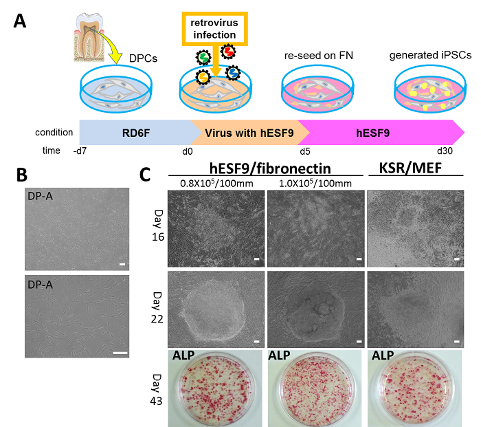 図1　無血清培地およびフィーダー細胞を用いない培養条件下での歯髄由来細胞(DPCs)を用いたヒトiPS細胞の誘導
