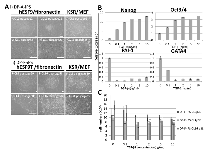 図2　無血清培養条件下でのiPS細胞の未分化性および多分化能に及ぼすTGF-β1の影響
